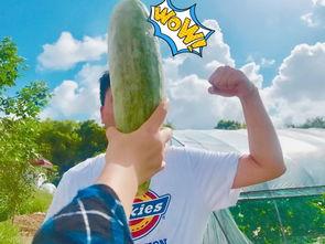 网红吃瓜醒脑,揭秘娱乐圈幕后真相,唤醒你的脑洞 第3张 网红吃瓜醒脑,揭秘娱乐圈幕后真相,唤醒你的脑洞 第3张